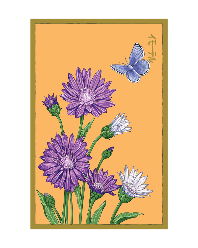 Immortelle Flower Seeds Packet - Chive US Wholesale