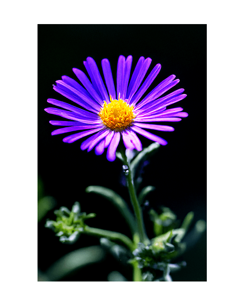 Immortelle Flower Seeds Packet - Chive US Wholesale