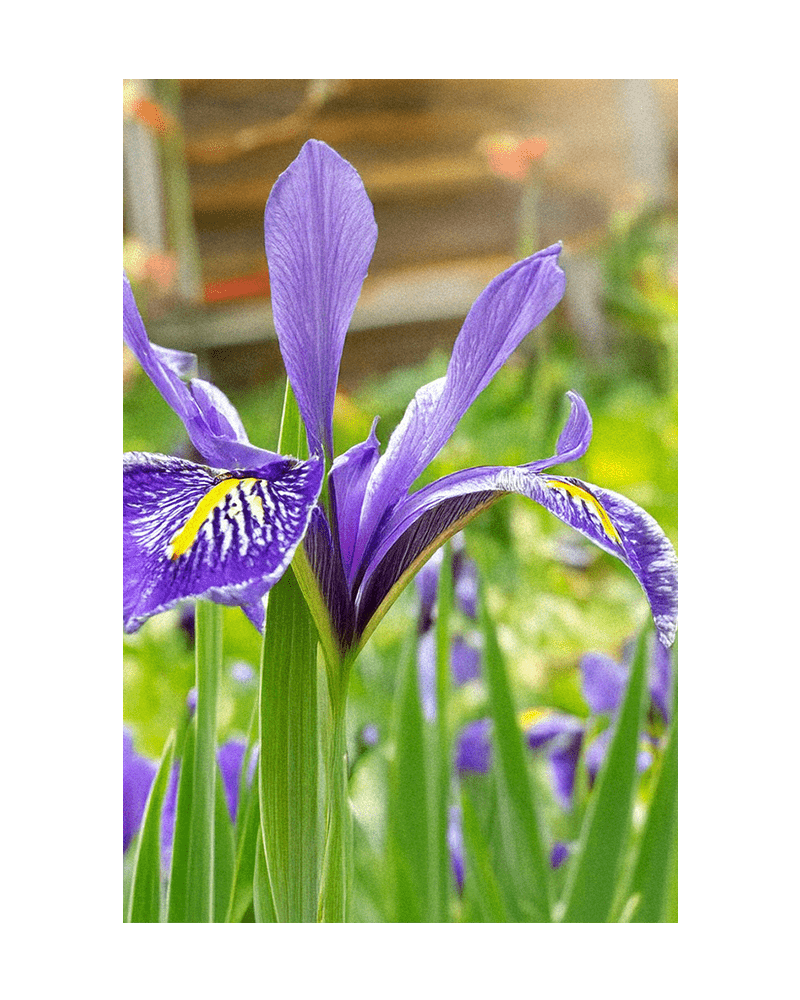 Iris Flower Seeds Packet - Chive US Wholesale