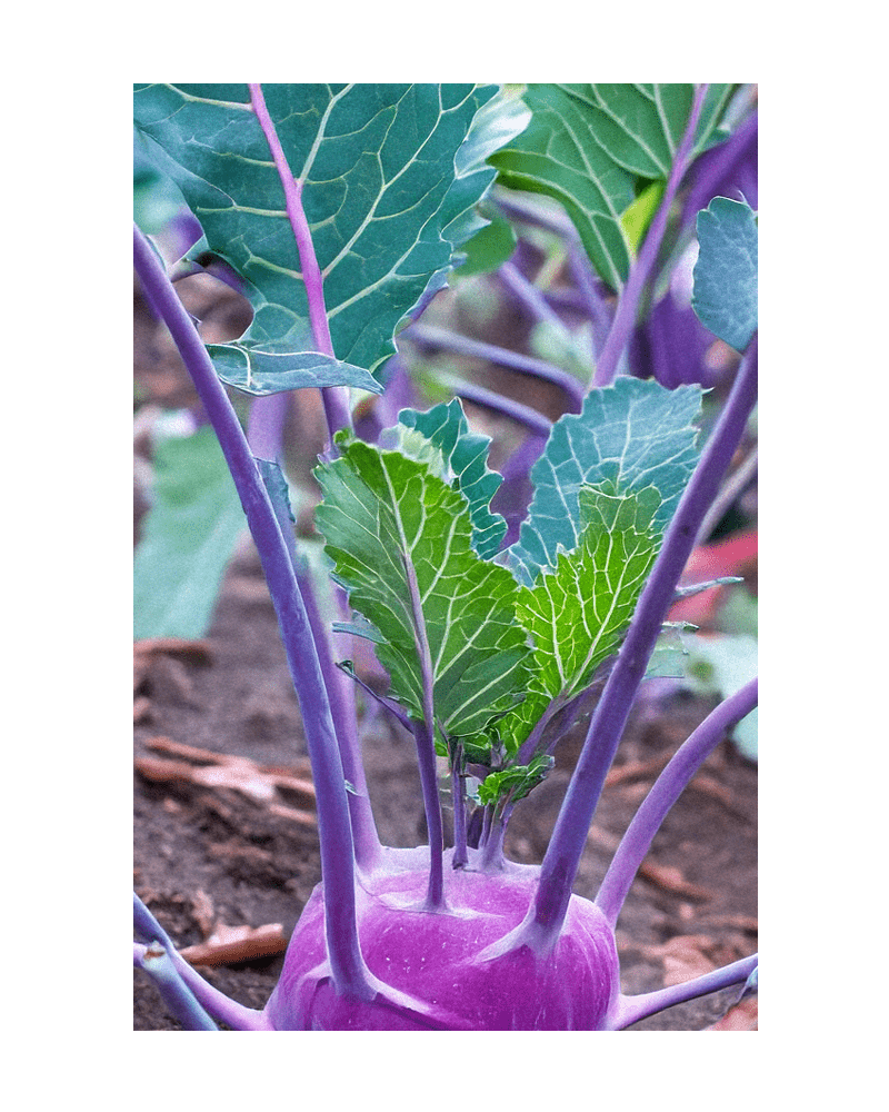 2026 Kohlrabi Purple Delicacy Vegetable Seeds Packet - Chive US Wholesale
