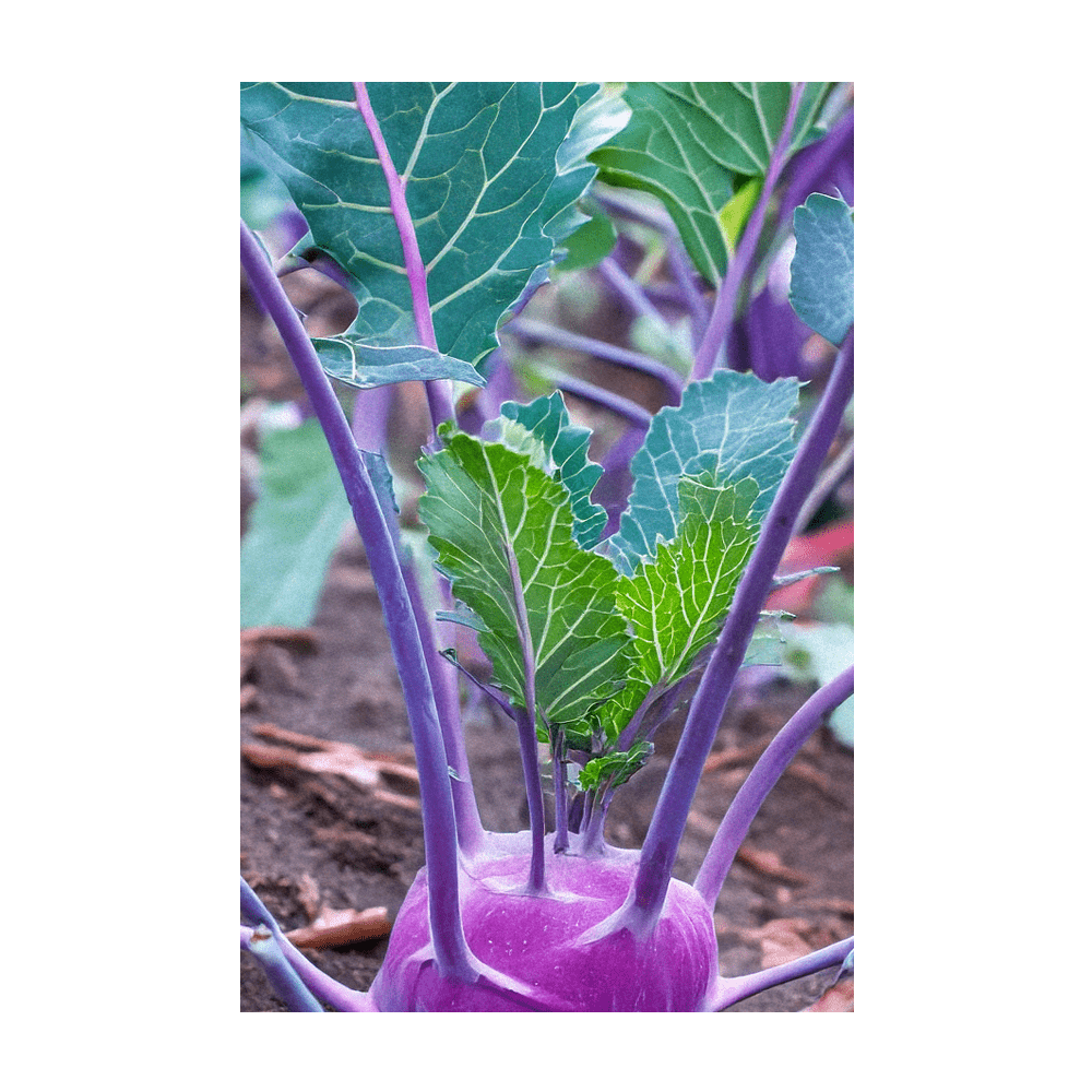 2026 Kohlrabi Purple Delicacy Vegetable Seeds Packet - Chive US Wholesale
