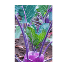 2026 Kohlrabi Purple Delicacy Vegetable Seeds Packet - Chive US Wholesale