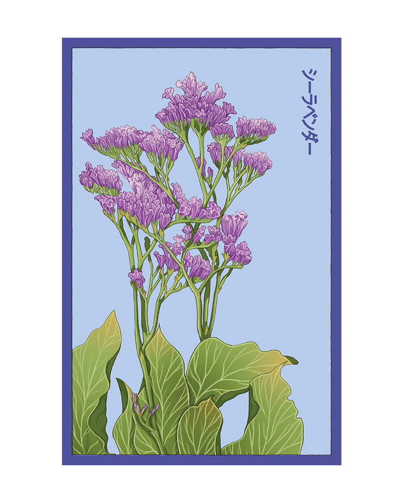 Sea Lavender Flower Seeds Packet - Chive US Wholesale