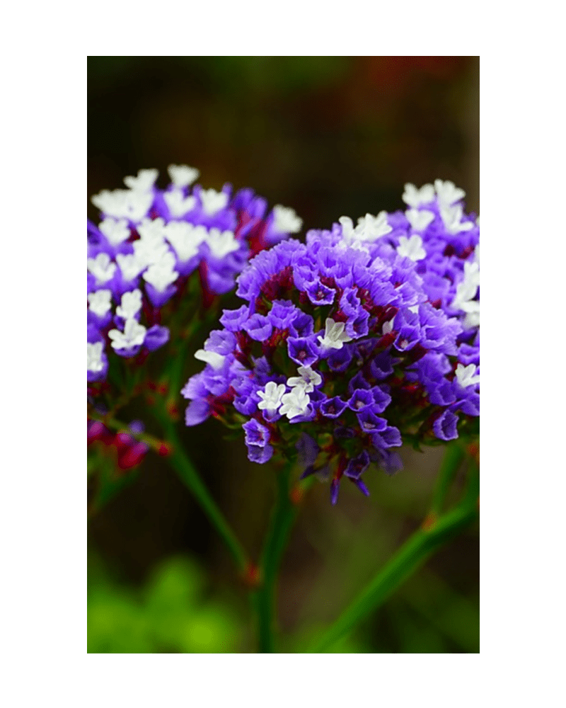 Sea Lavender Flower Seeds Packet - Chive US Wholesale