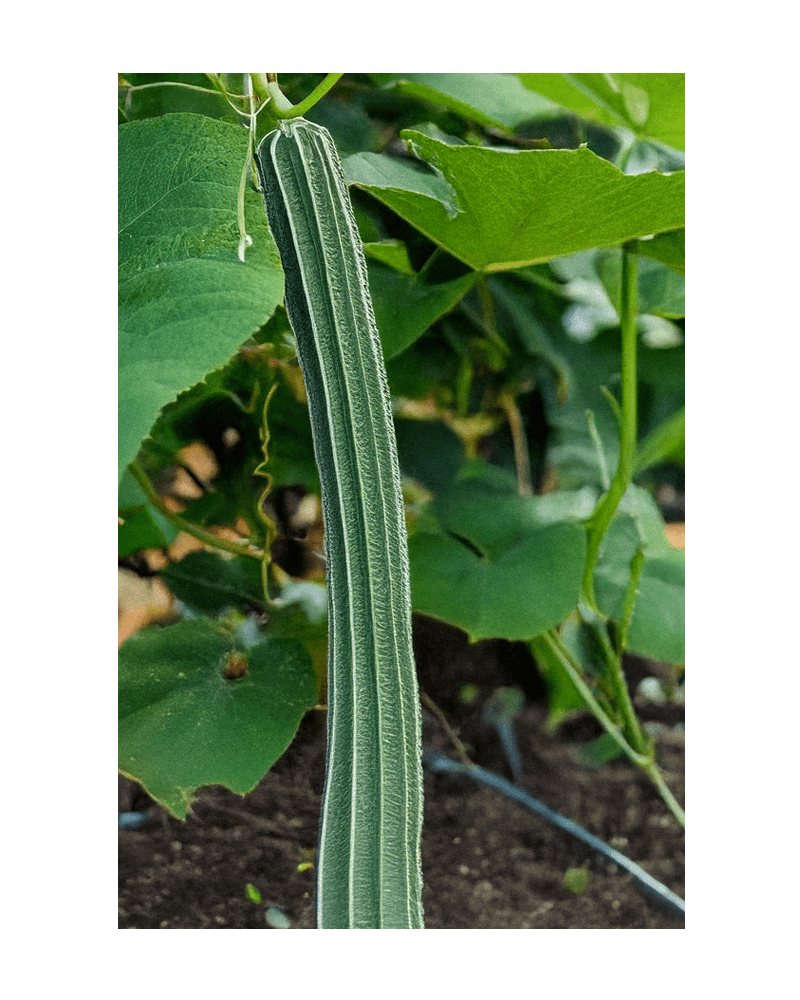 2026 Luffa Sponge Vegetable Seeds Packet - Chive US Wholesale