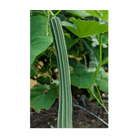 2026 Luffa Sponge Vegetable Seeds Packet - Chive US Wholesale