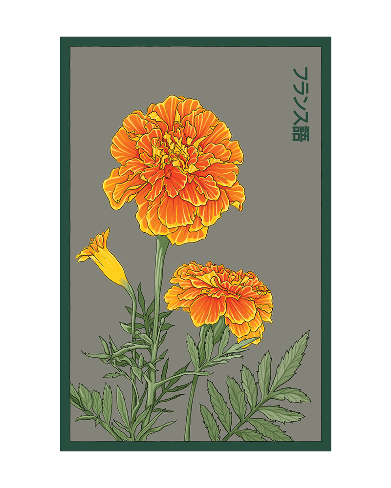 French Marigold Flower Seeds Packet - Chive US Wholesale