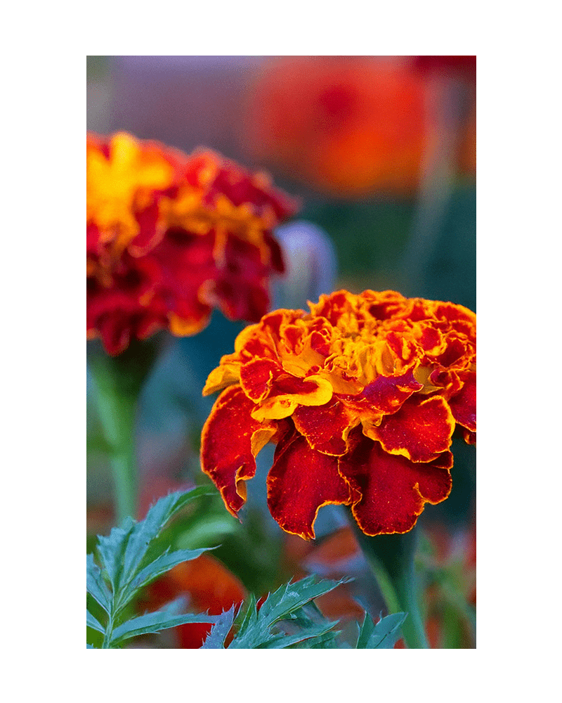 French Marigold Flower Seeds Packet - Chive US Wholesale