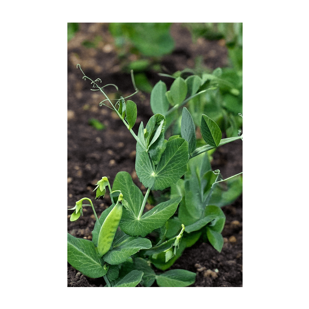 2026 Little Marvel Peas Vegetable Seeds Packet - Chive US Wholesale