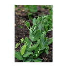 2026 Little Marvel Peas Vegetable Seeds Packet - Chive US Wholesale