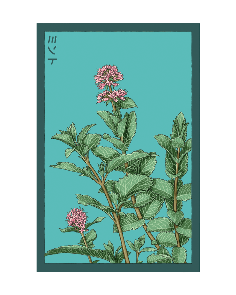 Mint Herb Seeds Packet - Chive US Wholesale