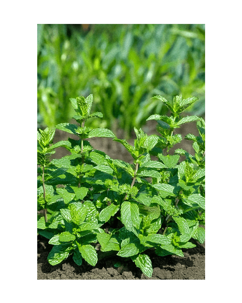 Mint Herb Seeds Packet - Chive US Wholesale
