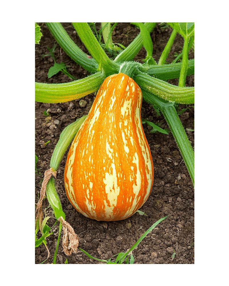 Funky Squash Seeds Packet - Chive US Wholesale