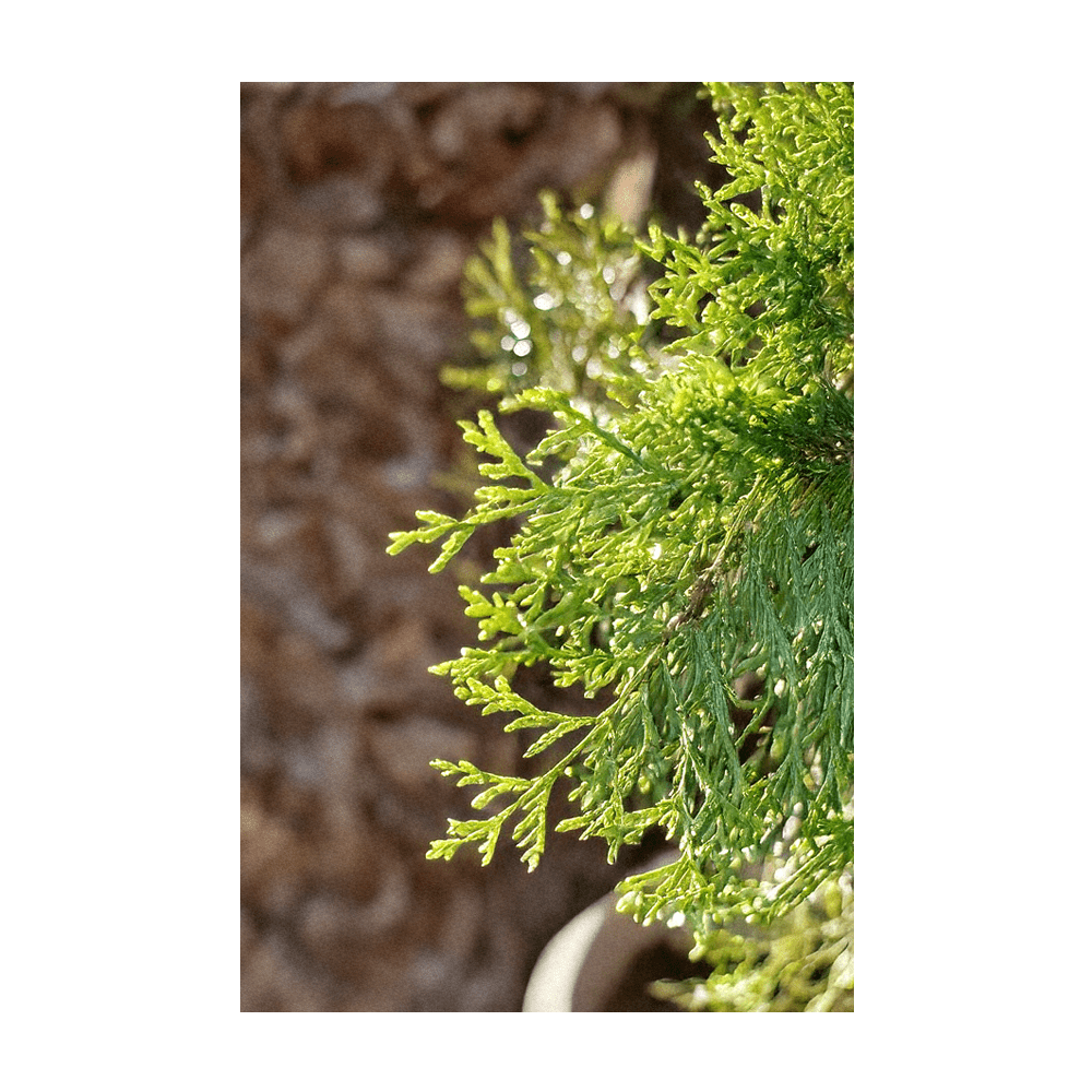 2026 Monterey Cypress Flower Seeds Packet - Chive US Wholesale