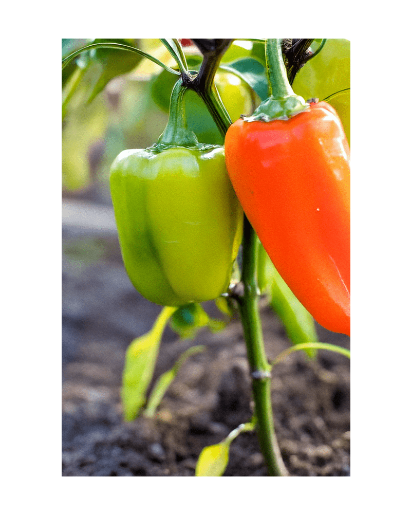 2026 Mini Sweet Peppers Vegetable Seeds Packet - Chive US Wholesale