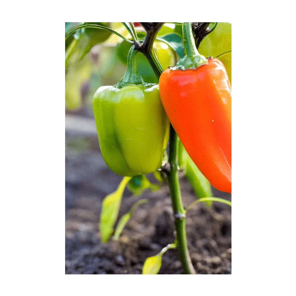 2026 Mini Sweet Peppers Vegetable Seeds Packet - Chive US Wholesale