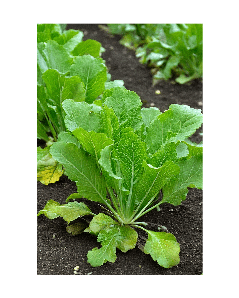 Mustard Greens Vegetable Seeds Packet - Chive US Wholesale