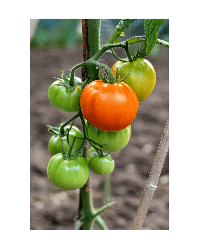 2026 Old German Heirloom Tomato Vegetable Seeds Packet - Chive US Wholesale