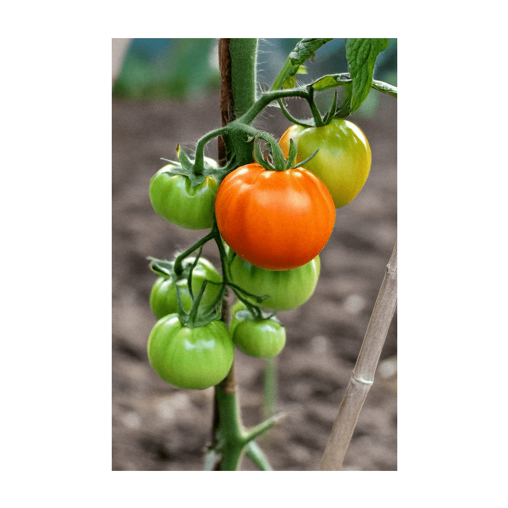 2026 Old German Heirloom Tomato Vegetable Seeds Packet - Chive US Wholesale