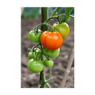 2026 Old German Heirloom Tomato Vegetable Seeds Packet - Chive US Wholesale