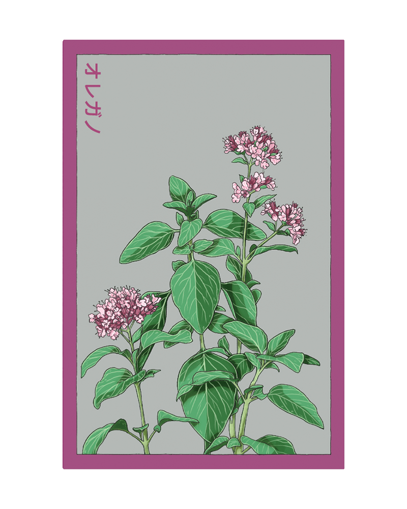 Oregano Herb Seeds Packet - Chive US Wholesale