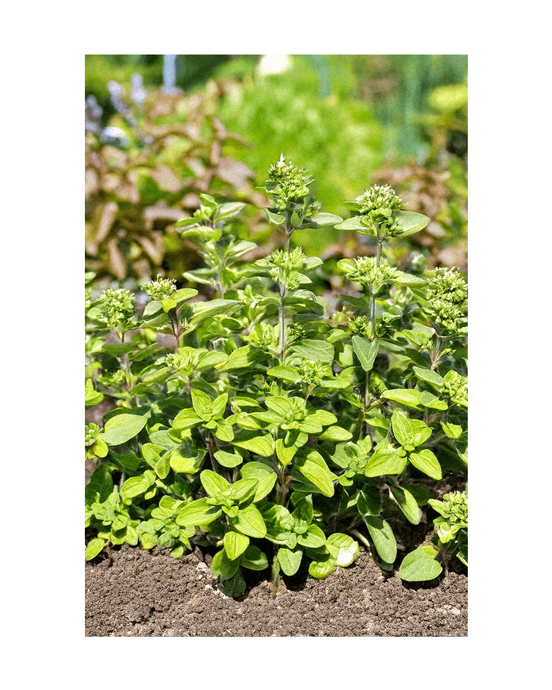 Oregano Herb Seeds Packet - Chive US Wholesale