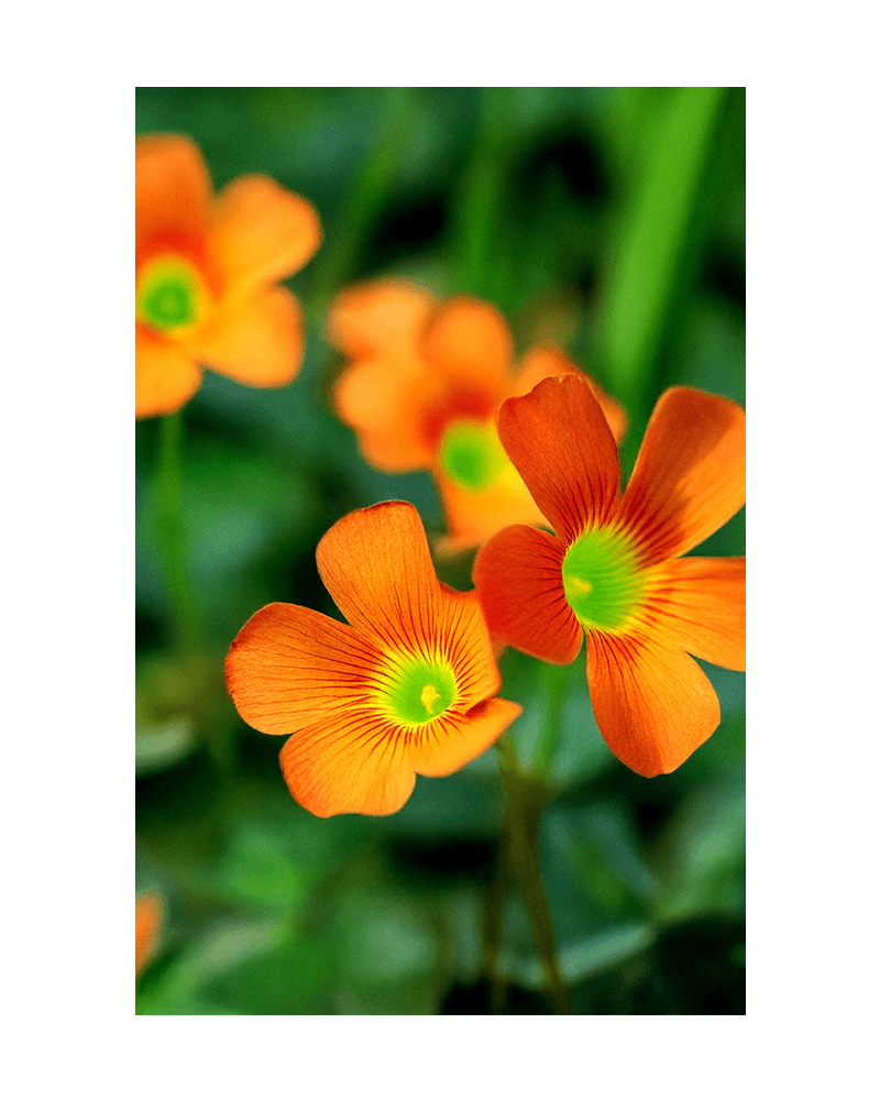 Oxallis Flower Seeds Packet - Chive US Wholesale