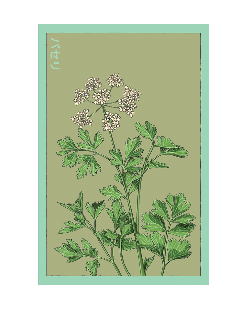 Parsley Herb Seeds Packet - Chive US Wholesale