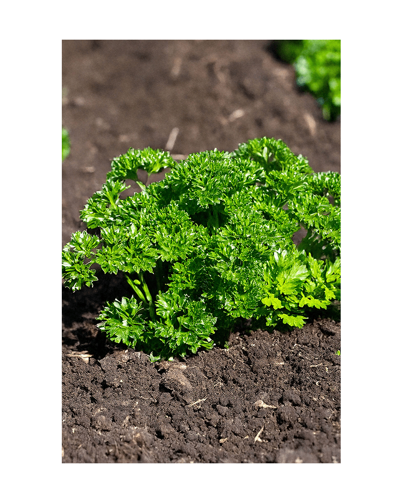 Parsley Herb Seeds Packet - Chive US Wholesale