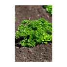 Parsley Herb Seeds Packet - Chive US Wholesale