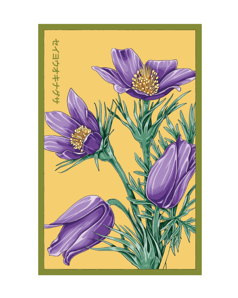 2026 The Greater Pasque Flower Seeds Packet - Chive US Wholesale