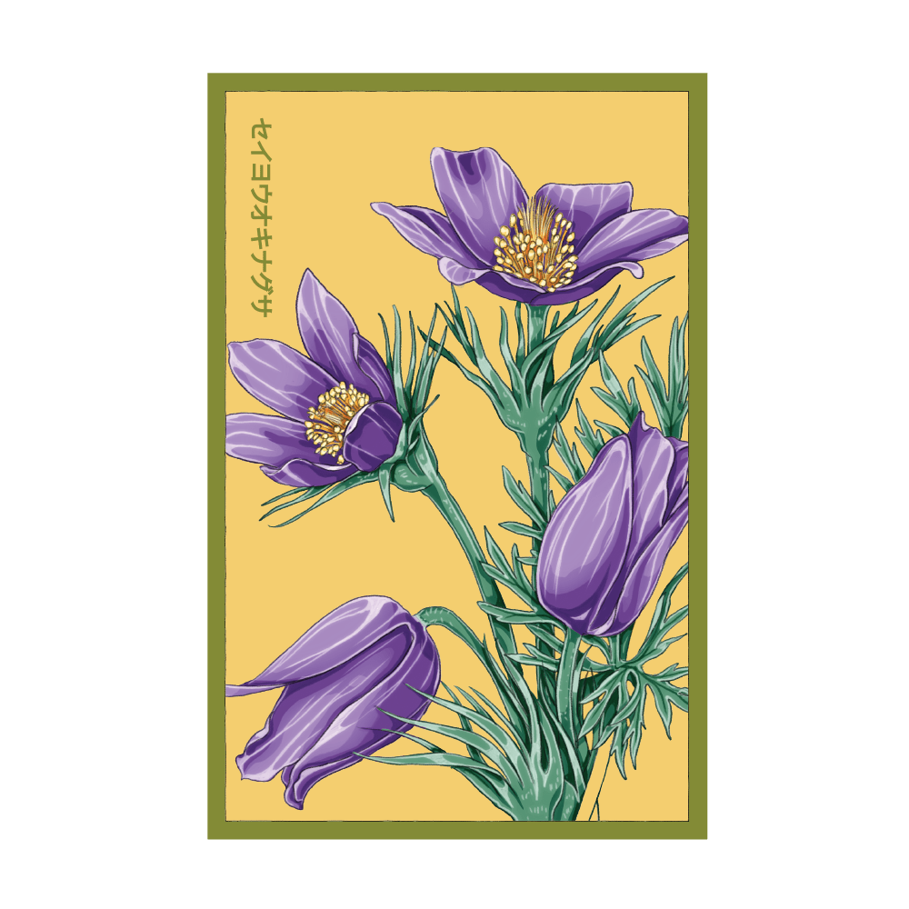 2026 The Greater Pasque Flower Seeds Packet - Chive US Wholesale