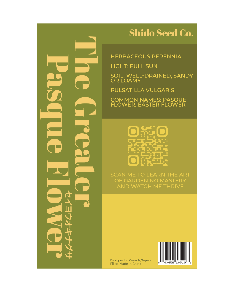 2026 The Greater Pasque Flower Seeds Packet - Chive US Wholesale