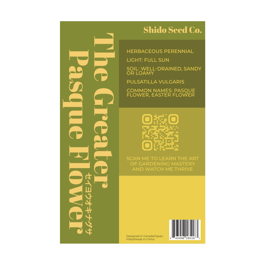 2026 The Greater Pasque Flower Seeds Packet - Chive US Wholesale