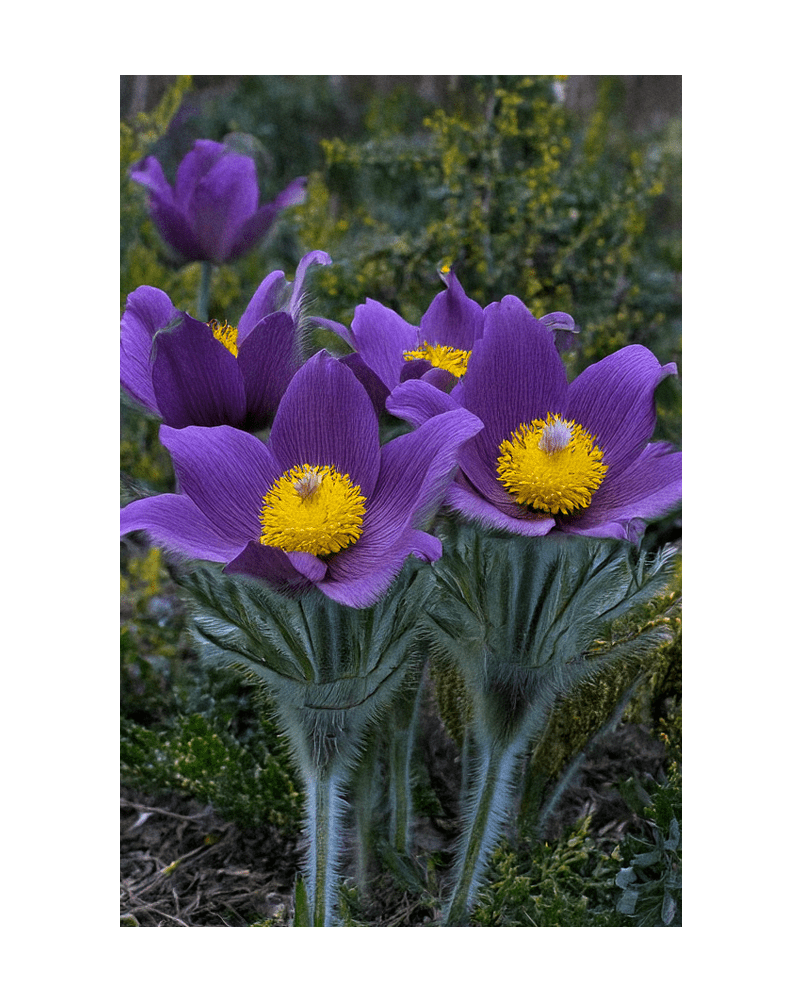 2026 The Greater Pasque Flower Seeds Packet - Chive US Wholesale