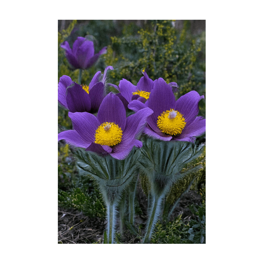 2026 The Greater Pasque Flower Seeds Packet - Chive US Wholesale