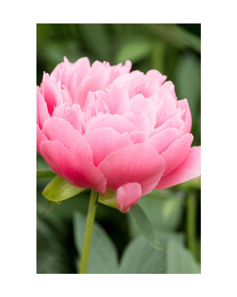 Peony Flower Seeds Packet - Chive US Wholesale