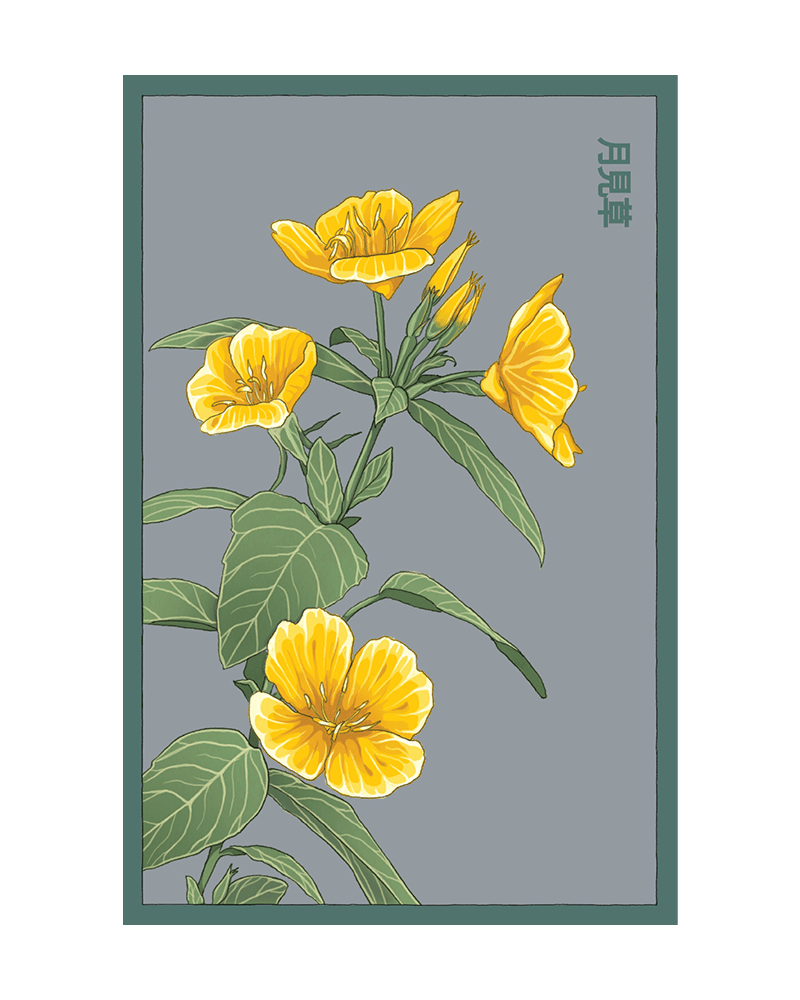 Evening Primrose Flower Seeds Packet - Chive US Wholesale