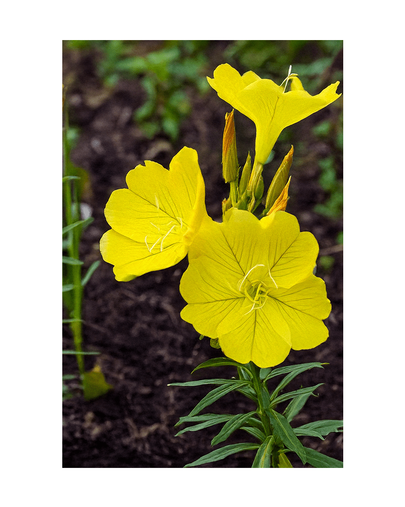 Evening Primrose Flower Seeds Packet - Chive US Wholesale
