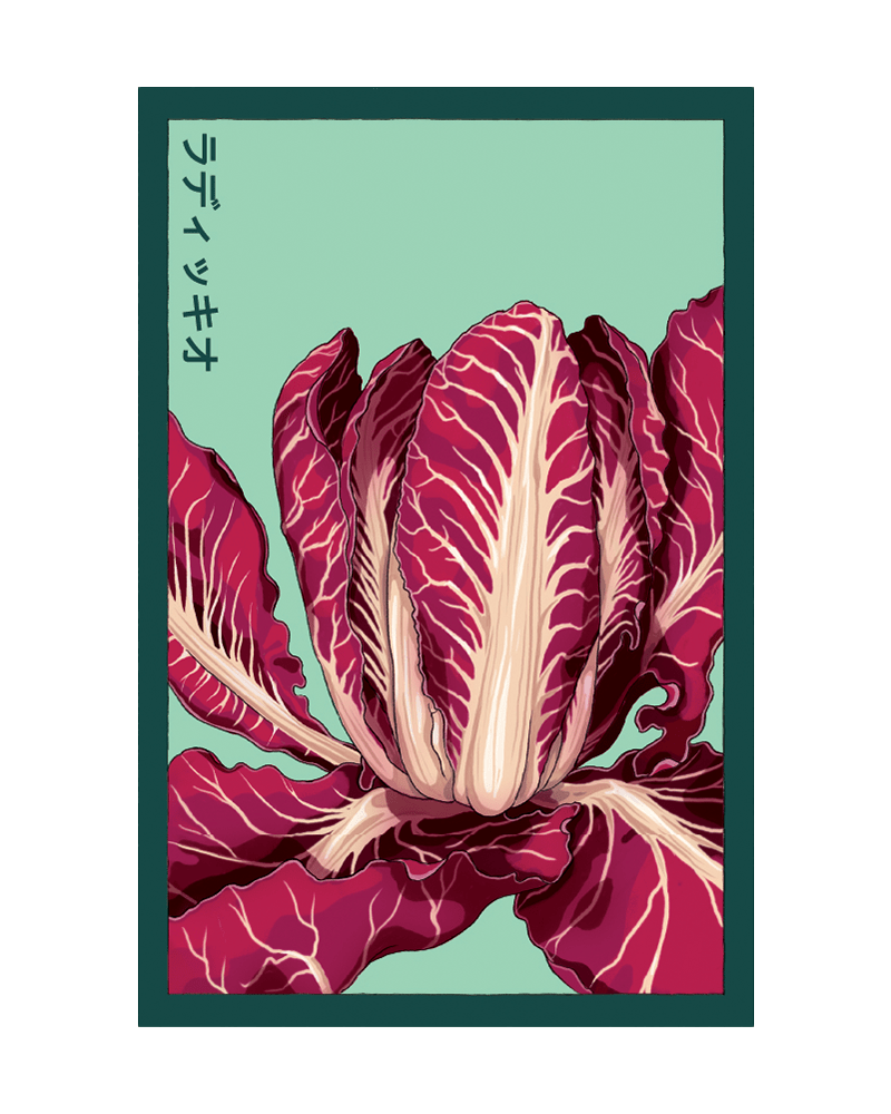 Radicchio Vegetable Seeds Packet - Chive US Wholesale