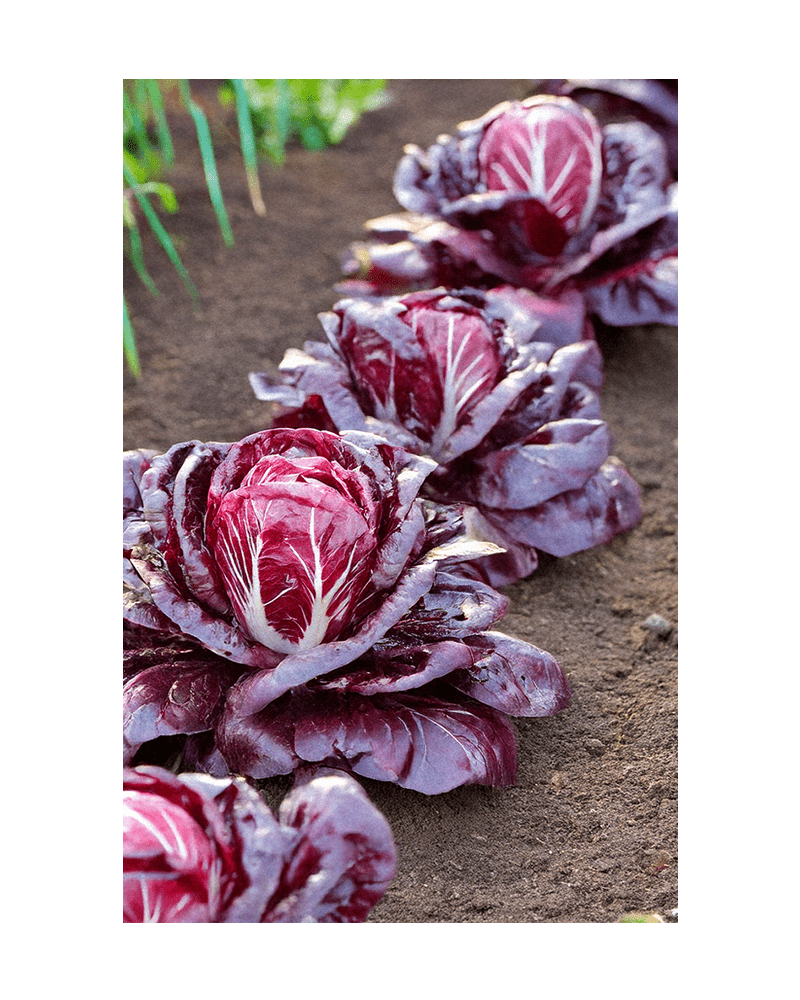Radicchio Vegetable Seeds Packet - Chive US Wholesale