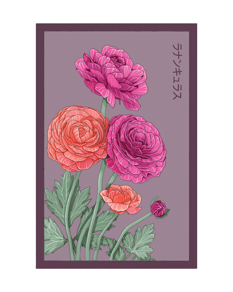 Ranunculus Flower Seeds Packet - Chive US Wholesale