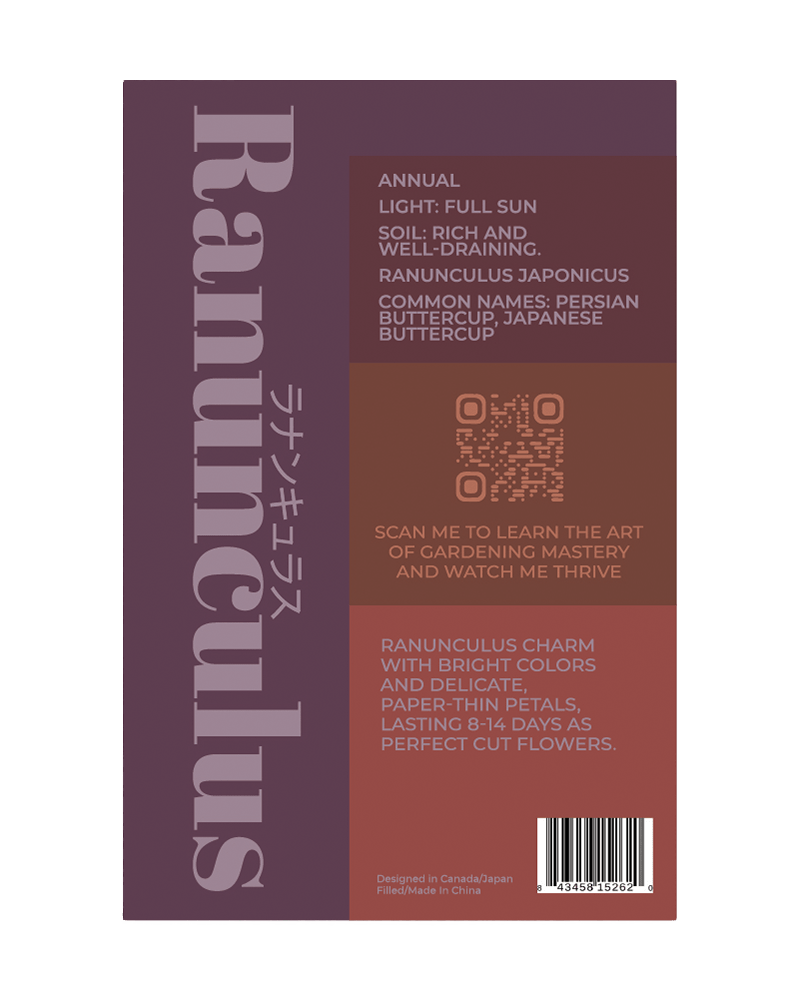 Ranunculus Flower Seeds Packet - Chive US Wholesale