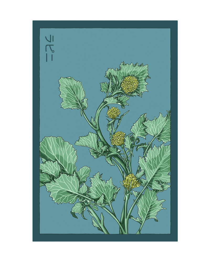 Rapini Vegetable Seeds Packet - Chive US Wholesale