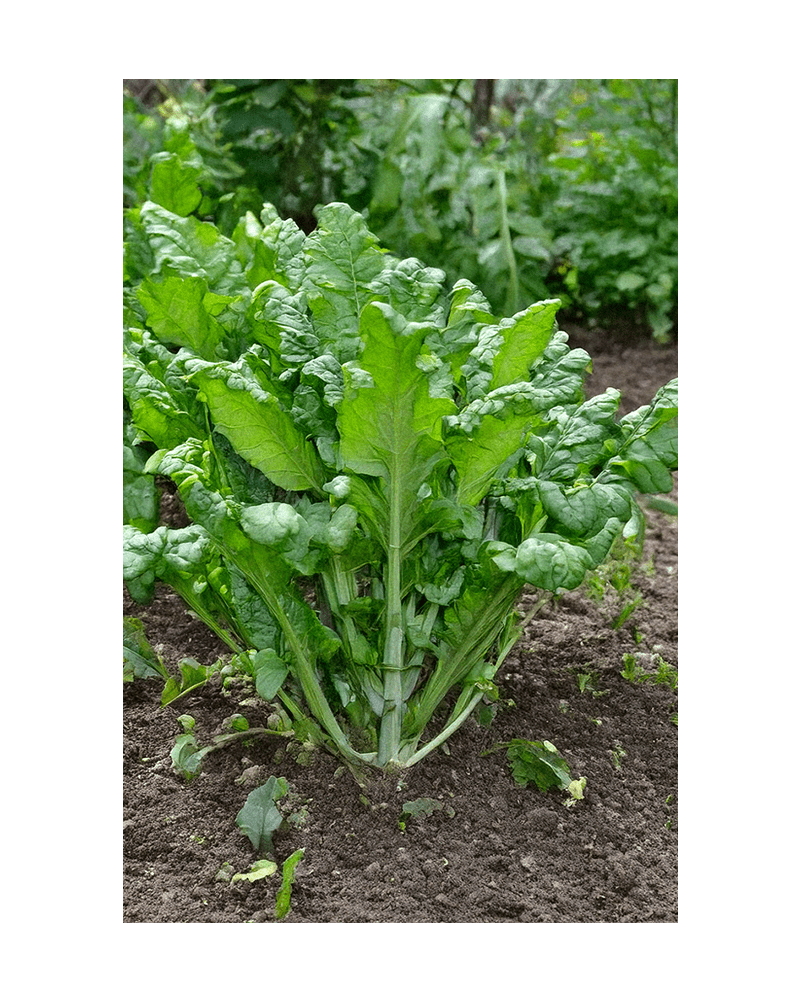 Rapini Vegetable Seeds Packet - Chive US Wholesale