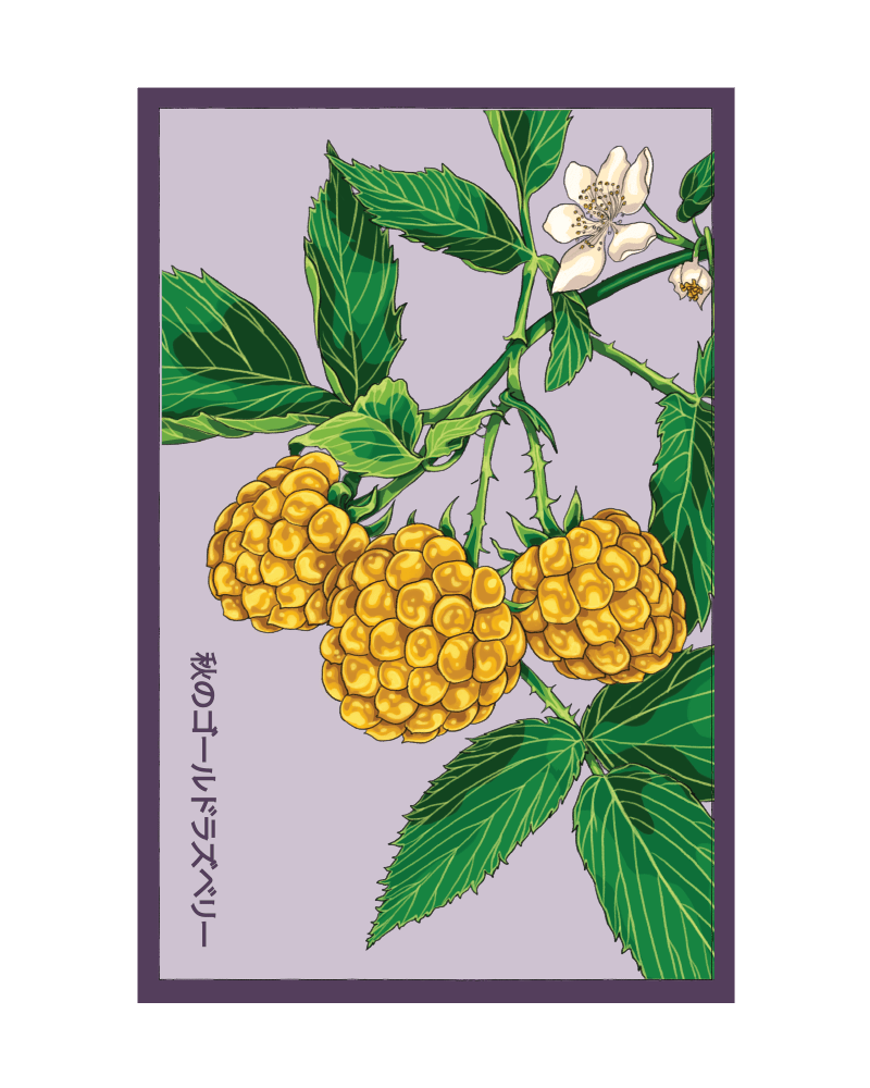 2026 Raspberry Fall Gold Flower Seeds Packet - Chive US Wholesale