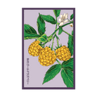 2026 Raspberry Fall Gold Flower Seeds Packet - Chive US Wholesale