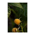 2026 Raspberry Fall Gold Flower Seeds Packet - Chive US Wholesale