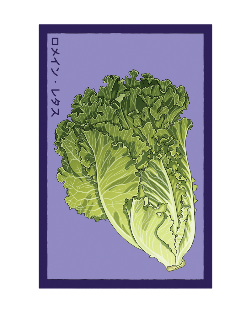 Romaine Lettuce Vegetable Seeds Packet - Chive US Wholesale