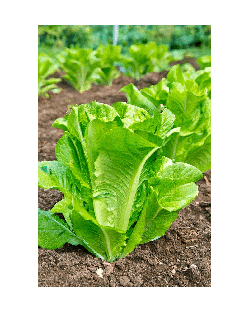 Romaine Lettuce Vegetable Seeds Packet - Chive US Wholesale